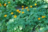 Trollius asiaticus