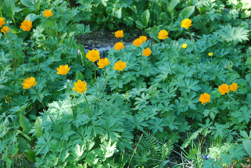 Image of Trollius asiaticus specimen.