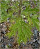 Artemisia sieversiana. Лист. Чувашия, г. Шумерля. 21 августа 2009 г.