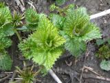 Urtica platyphylla