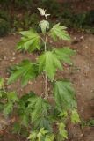 Populus alba