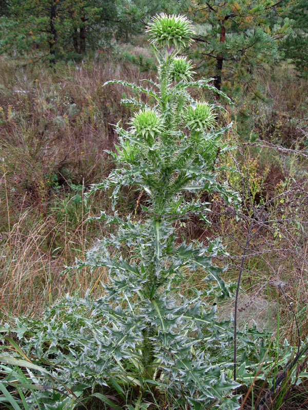 Image of Carduus thoermeri specimen.