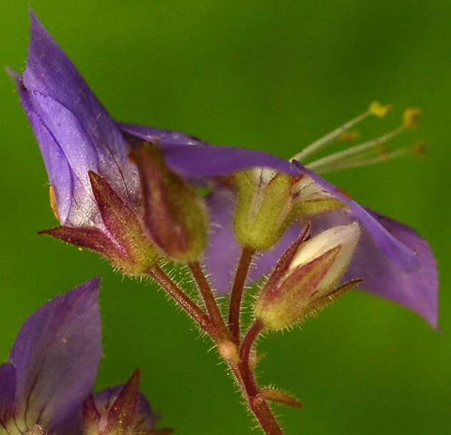 Image of Polemonium chinense specimen.