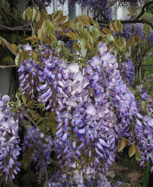 Image of Wisteria sinensis specimen.