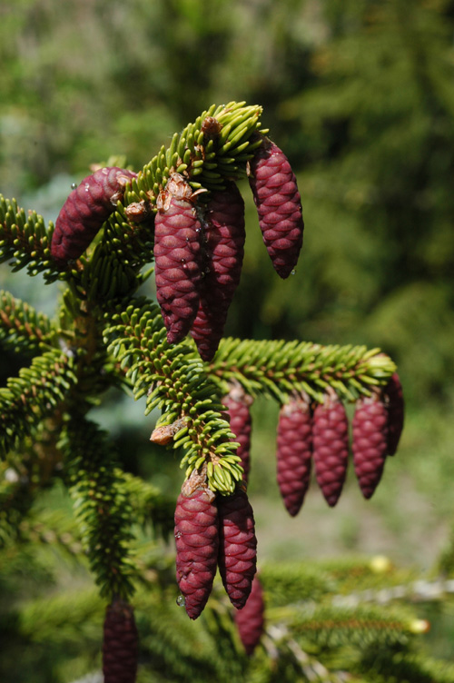 Изображение особи Picea orientalis.