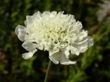 Scabiosa bipinnata