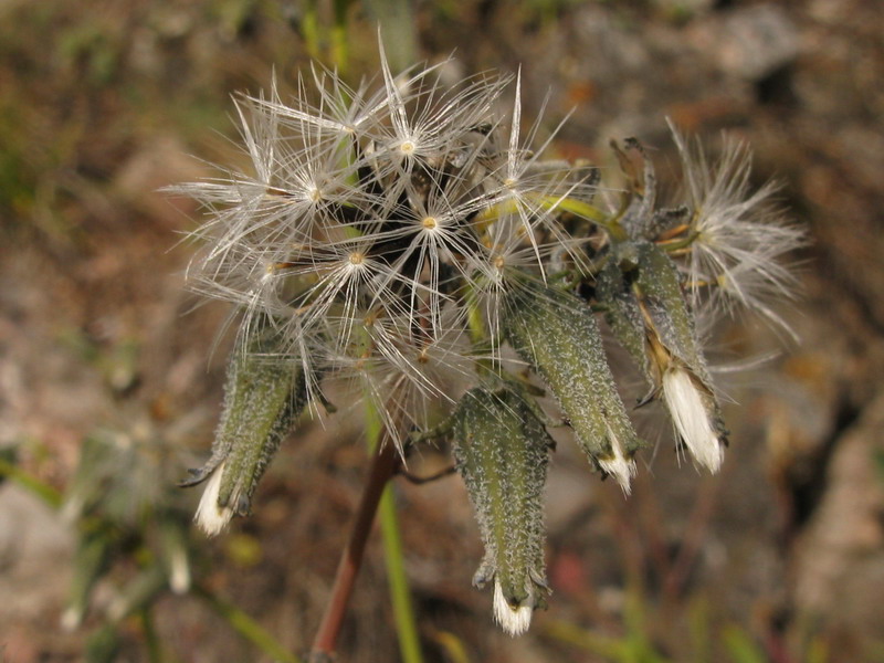 Image of Youngia tenuifolia specimen.