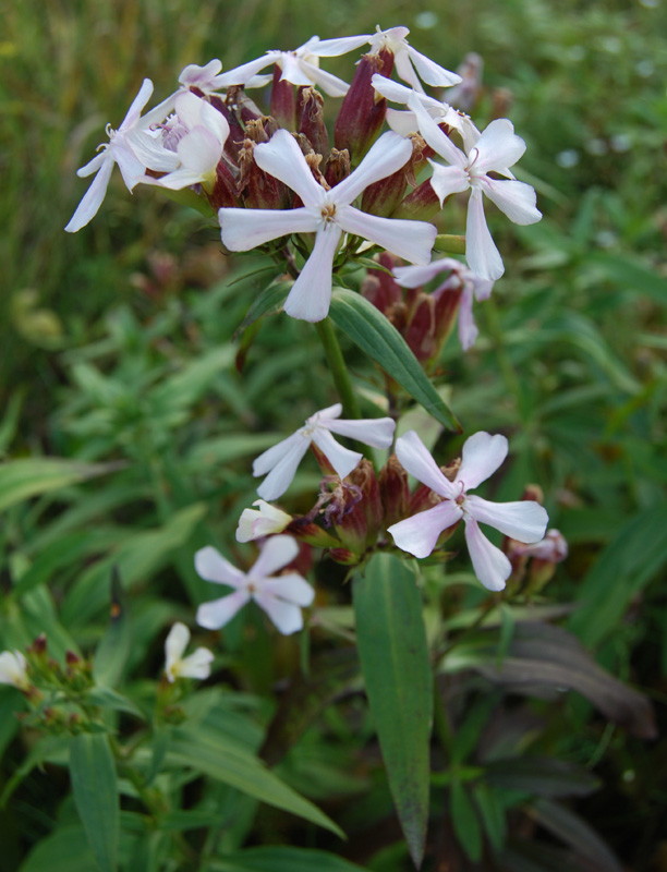 Изображение особи Saponaria officinalis.