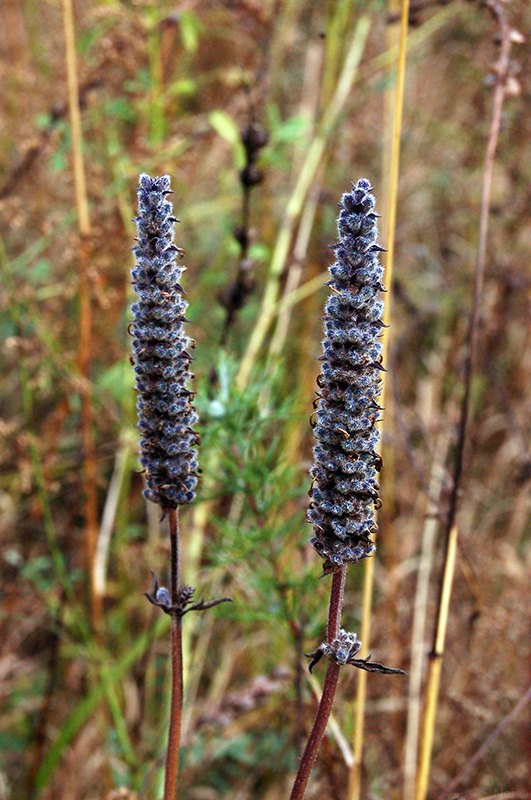 Image of Schizonepeta multifida specimen.