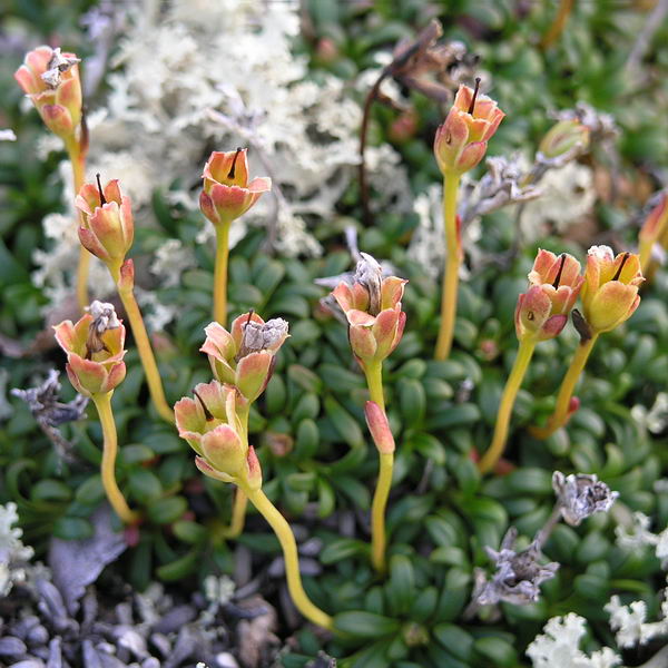 Изображение особи Diapensia lapponica.