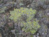 Potentilla acaulis