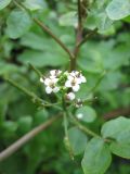 Nasturtium officinale. Цветы и незрелые плоды. Крым, Симферополь, р. Бол. Салгир. 4 ноября 2008 г.