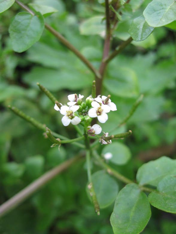 Изображение особи Nasturtium officinale.