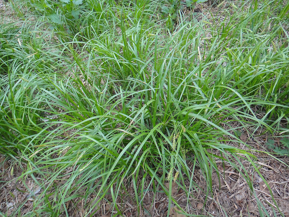 Изображение особи Carex arnellii.