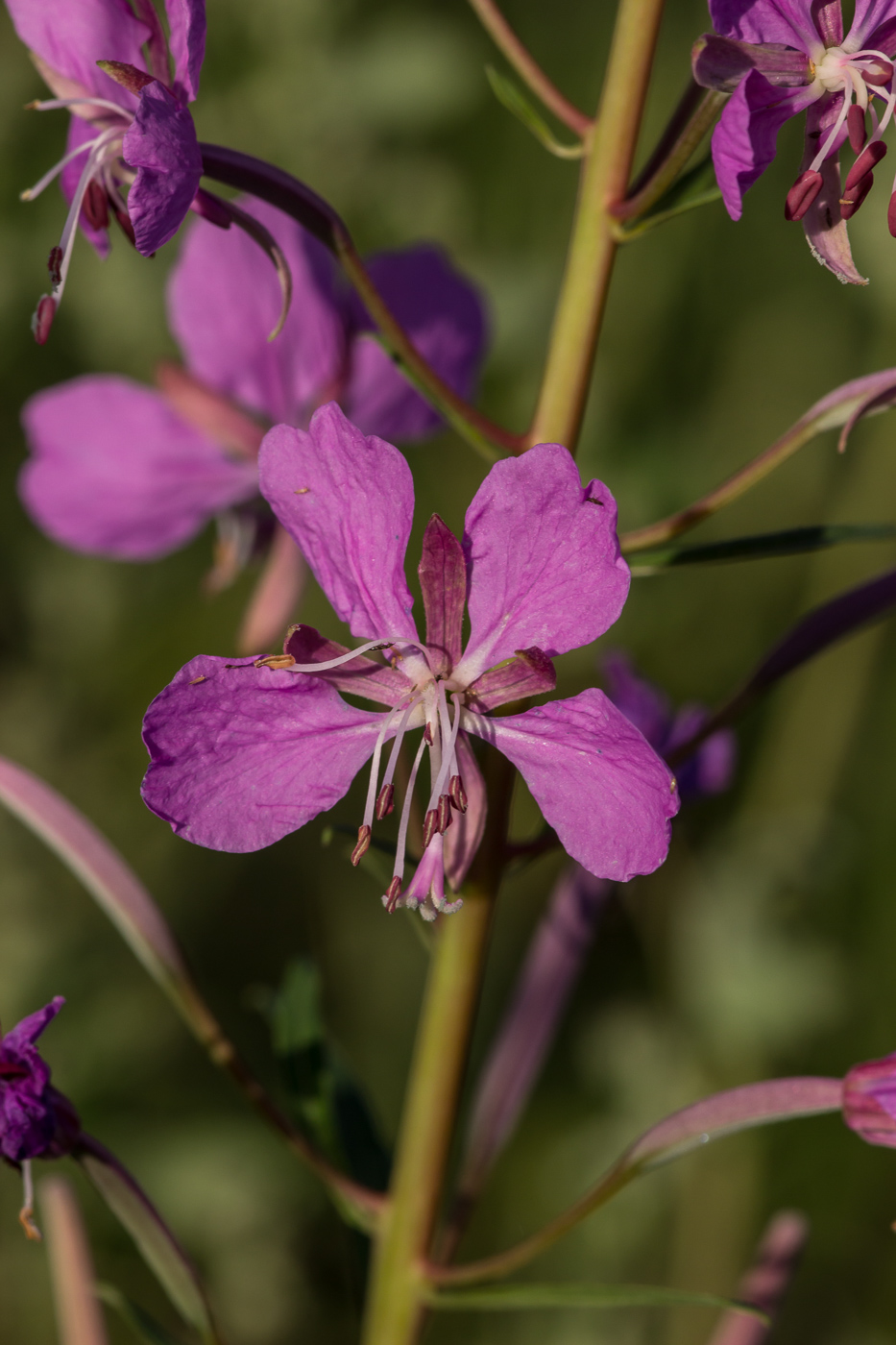 Изображение особи Chamaenerion angustifolium.