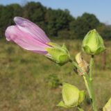 Malva thuringiaca. Верхушка побега с соцветием с цветком и бутонами. Краснодарский край, Абинский р-н, окр. станицы Шапсугская, поляна у подножия горы Острая. 30.08.2014.