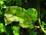 Smilax excelsa