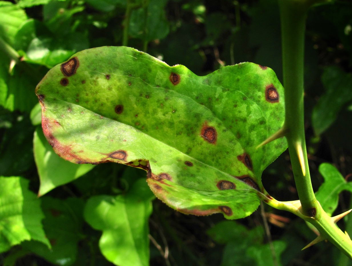 Изображение особи Smilax excelsa.