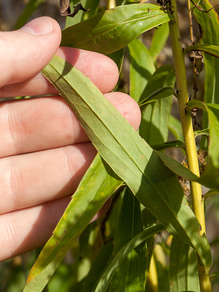 Image of Solidago canadensis specimen.