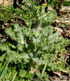 Senecio vernalis