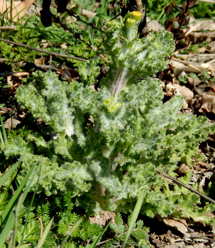 Изображение особи Senecio vernalis.