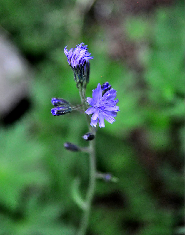 Image of Cicerbita azurea specimen.