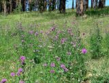 Centaurea scabiosa. Цветущие растения на склоне сопки. Иркутская обл., Иркутский р-н, окр. дер. Ширяева. 26.07.2014.