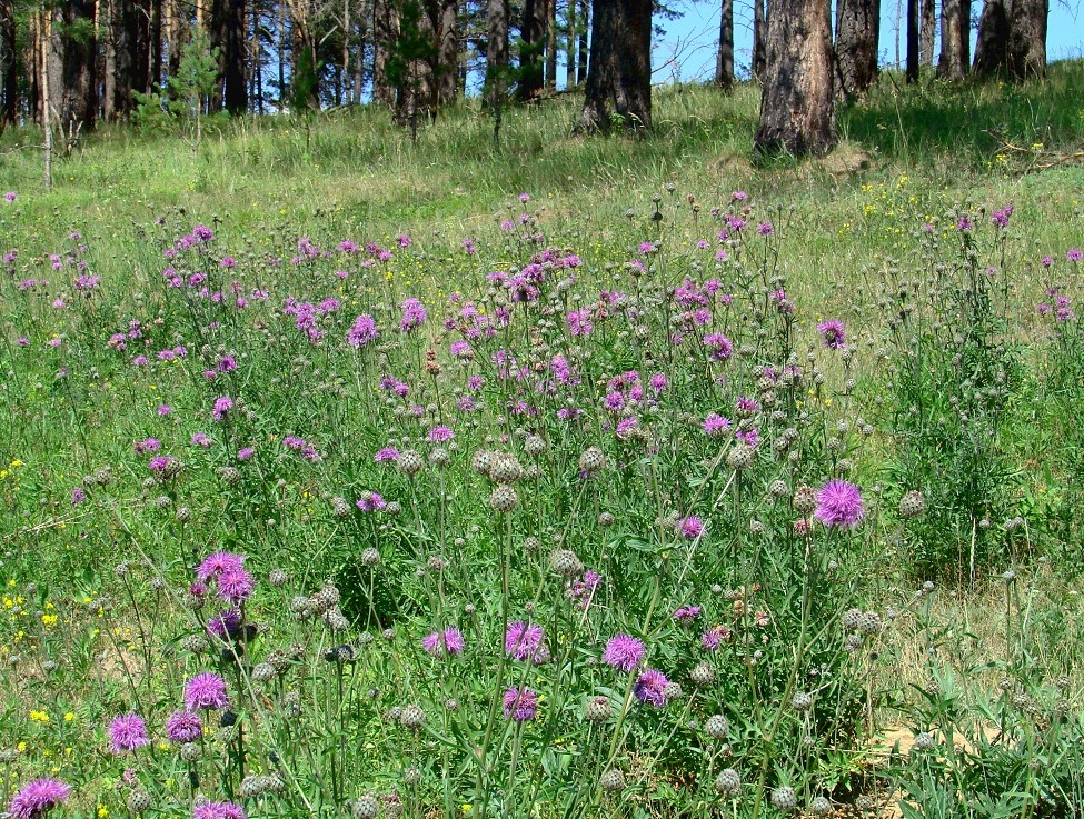 Изображение особи Centaurea scabiosa.