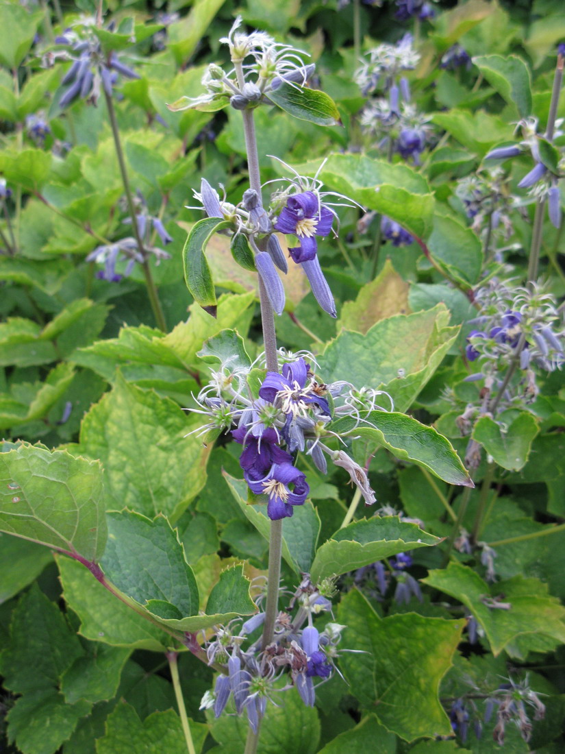 Image of Clematis heracleifolia specimen.