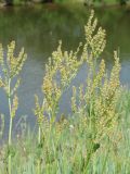 Rumex thyrsiflorus