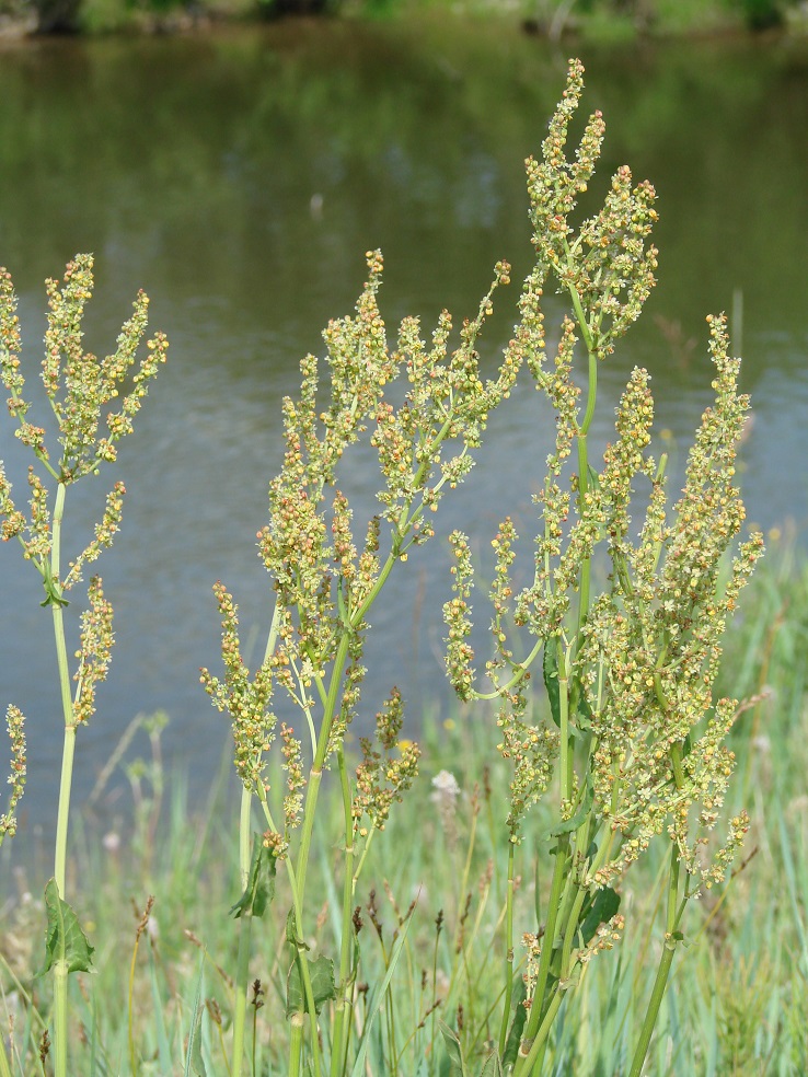 Изображение особи Rumex thyrsiflorus.