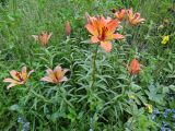 Lilium pensylvanicum