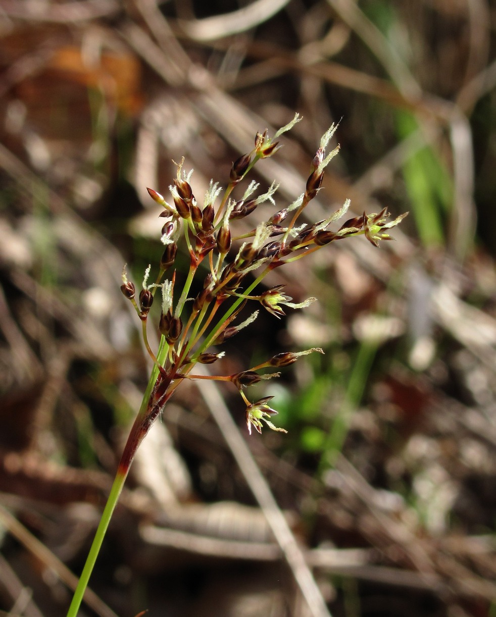 Image of Luzula forsteri specimen.