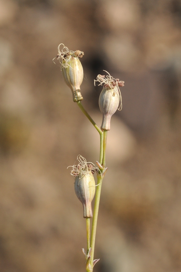 Изображение особи Silene gawrilowii.