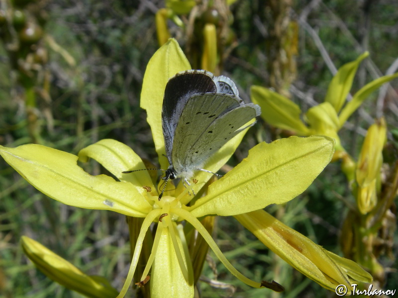 Image of Asphodeline lutea specimen.