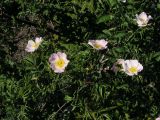 genus Rosa