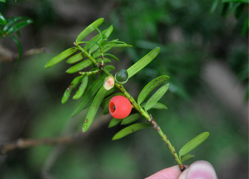 Изображение особи Taxus cuspidata.