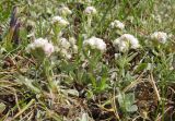 Antennaria caucasica
