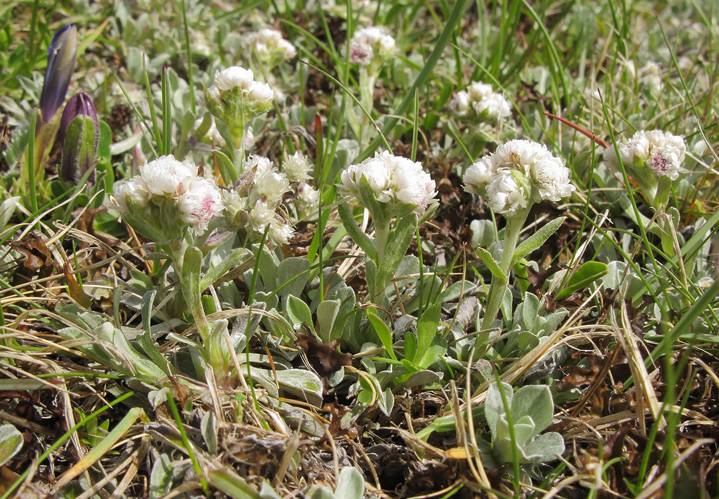 Изображение особи Antennaria caucasica.