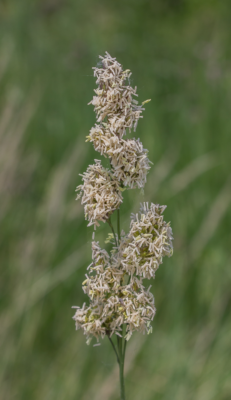 Изображение особи Dactylis glomerata.