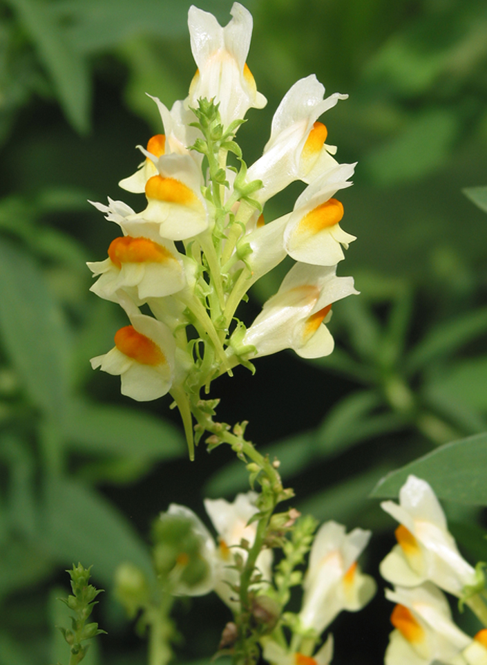 Изображение особи Linaria vulgaris.