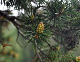 Pinus sylvestris subspecies hamata. Верхушка ветви с микростробилами. Карачаево-Черкесия, окр. пос. Архыз, хребет Абишира-Ахуба, смешанный лес (выс. около 1800 м н.у.м.). 15.06.2015.