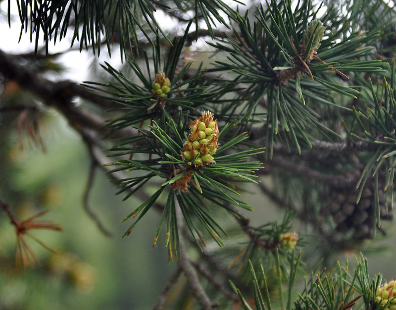 Image of Pinus sylvestris ssp. hamata specimen.