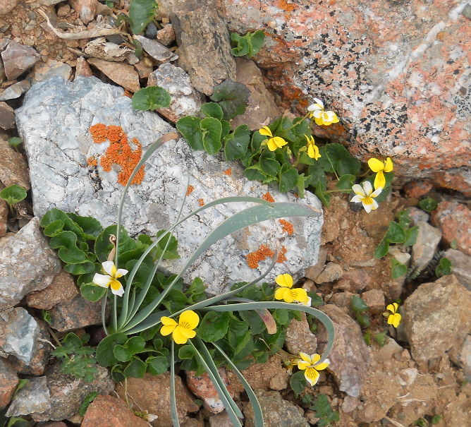 Image of Viola biflora specimen.