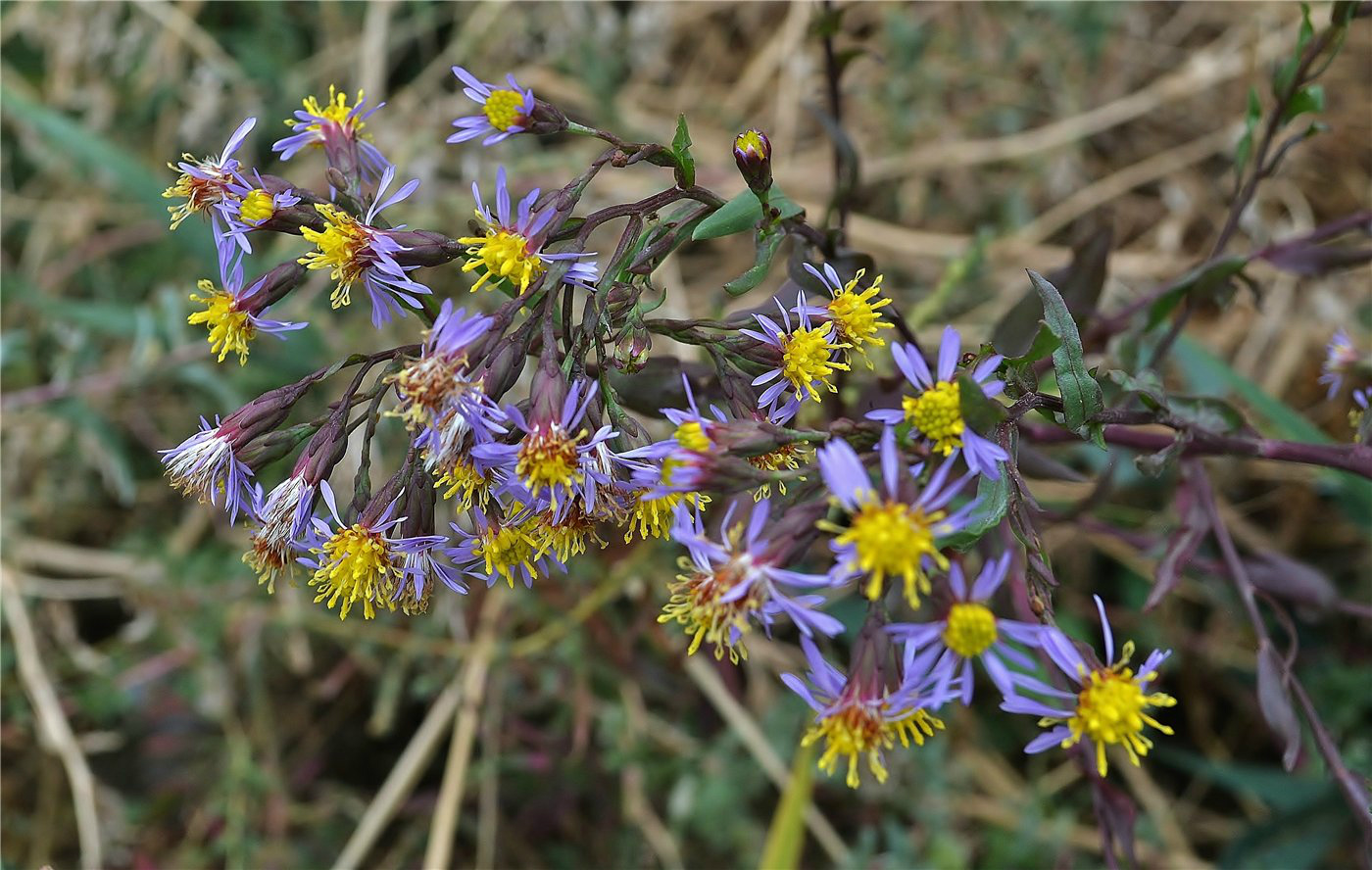 Image of Tripolium pannonicum specimen.