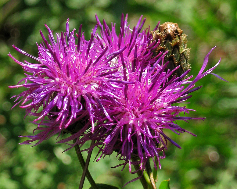 Image of Centaurea scabiosa specimen.