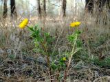 Adonis apennina