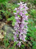 Dactylorhiza fuchsii