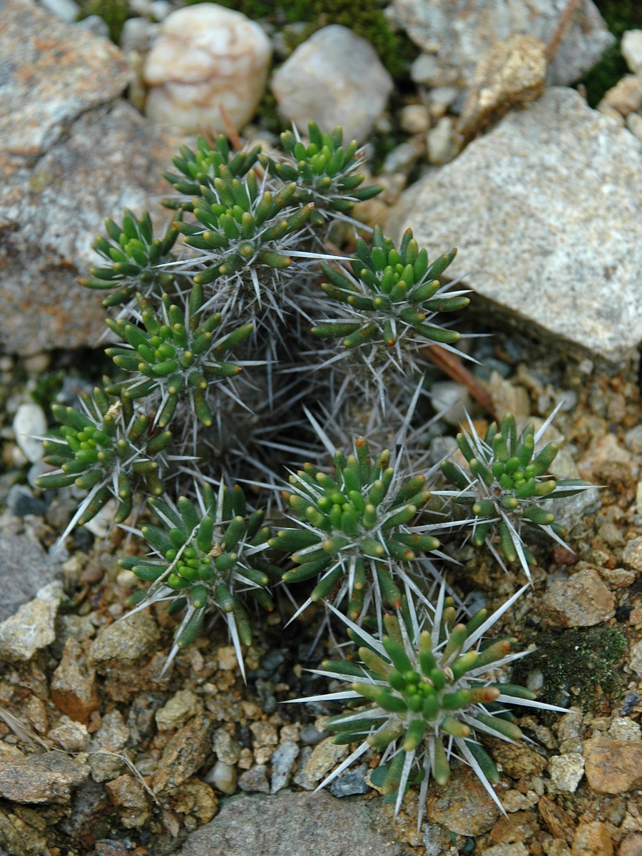 Image of Maihuenia poeppigii specimen.