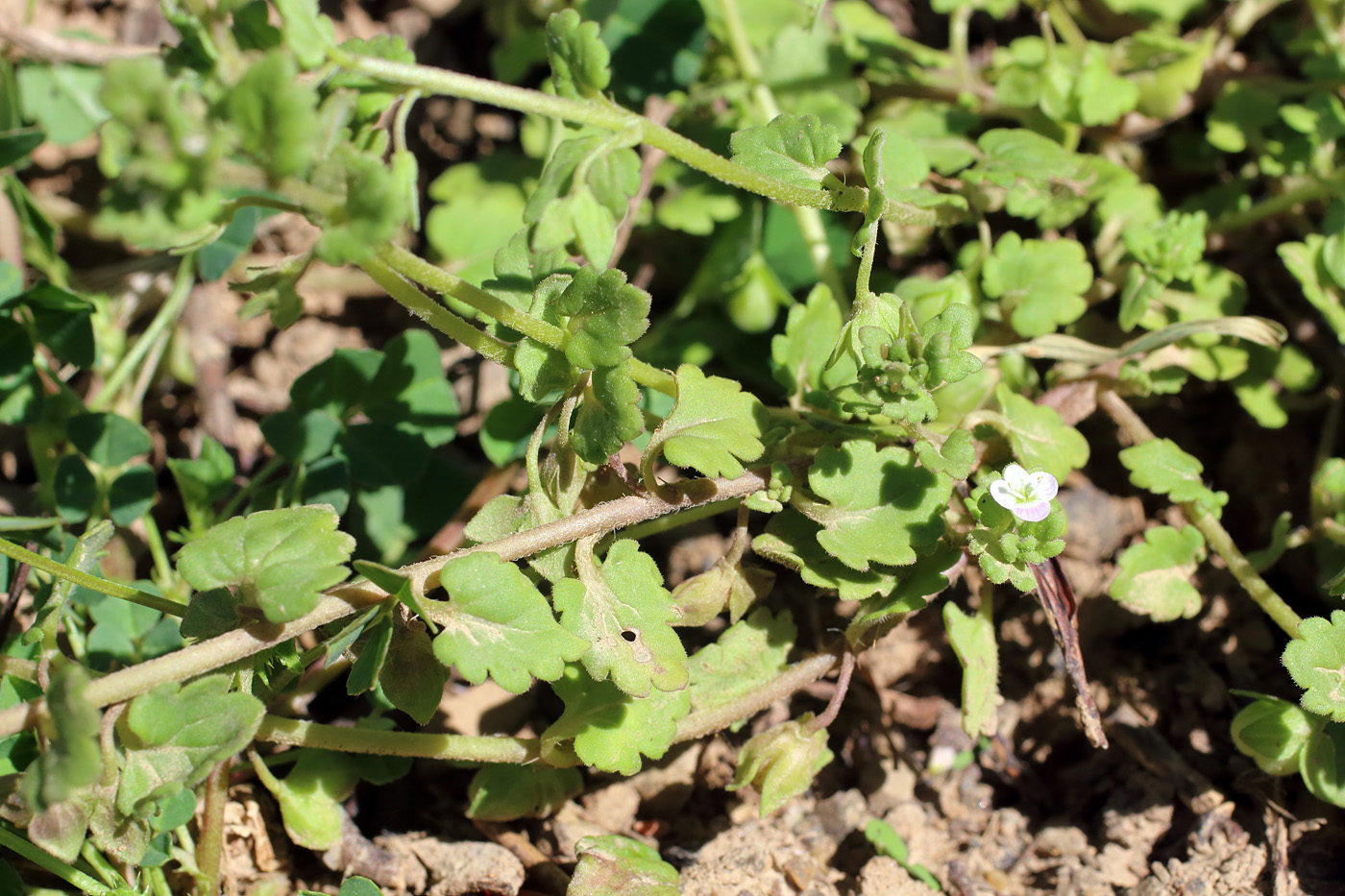 Image of Veronica polita specimen.